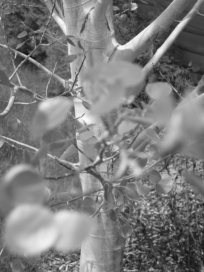 aspentree